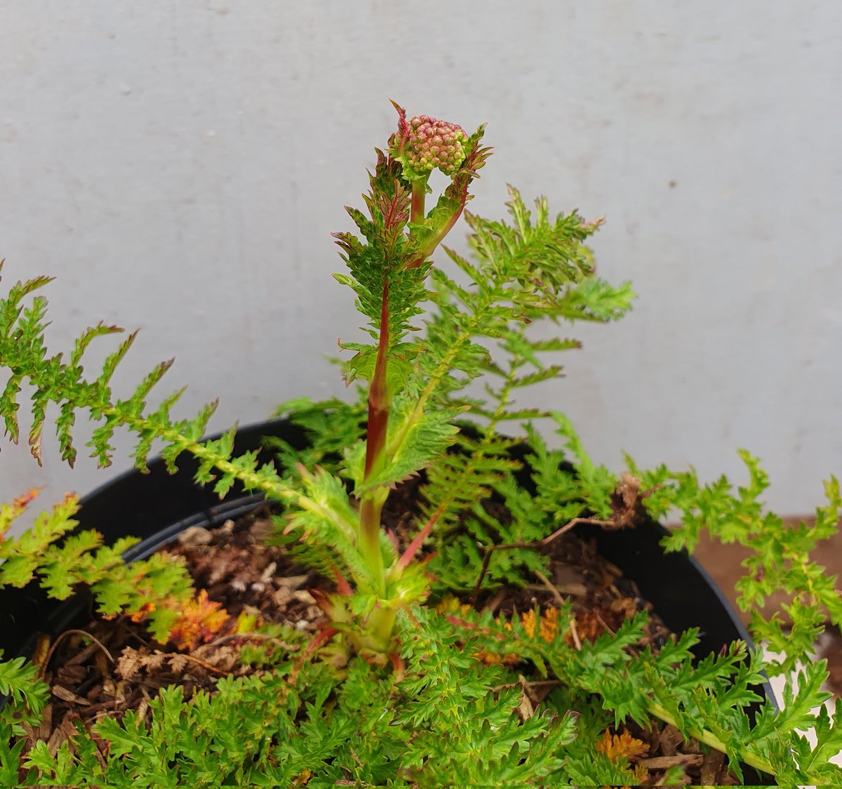 We are going for wet & dry @NosterfieldLNR habitat creation nursery. We've plenty of Great Water Dock (Rumex hydrolapathum) for the fen. Dropwort (Filipendula vulgaris) from seed collected from Thornborough middle Henge is coming into flower & will be returned to the Henge.