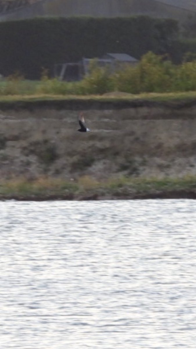 At spurn for a couple of days and took a detour to North Cave YWT to year✅ white winged black tern. Always distant on pool at end of the lane nice birds though