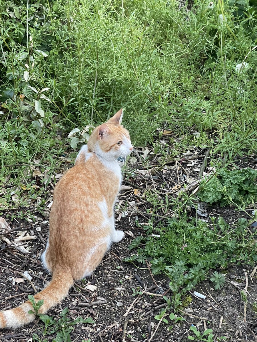 lost cat found near meridian / braunstone town leicester, has a blue collar and bell with no sign of an address! he seems fairly young, please message me if you recognise him!
