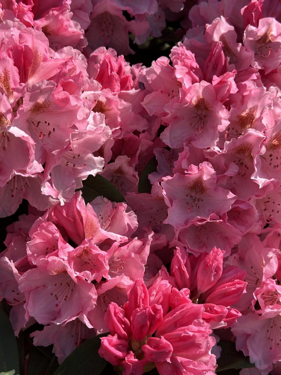 Rhododendron time! 
#FridayFlowers #FridayPink #SunnyDays #DunhamMassey
