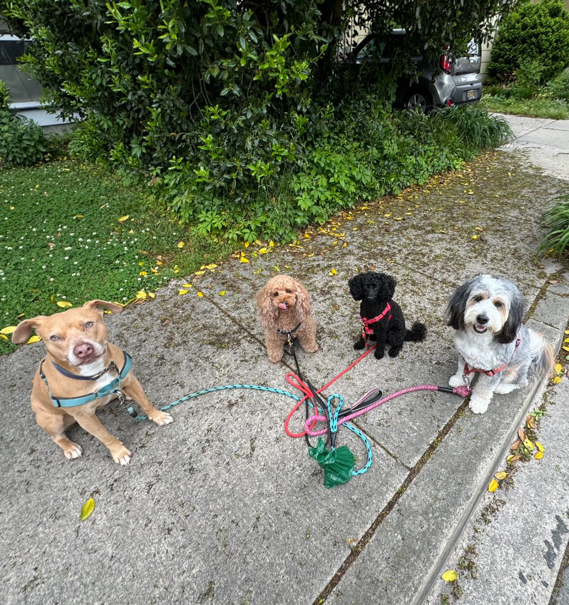 VinLovesDEBeach's tweet photo. Obediently sitting and awaiting their treats on a nice Friday afternoon walk through in-town Lewes! #delawaredogs #dogsofdelaware #delawarepets #sussexpets #dogrealtor #dogsofinstagram #dogs #dogstagram #doglovers https://t.co/SMRl95elVf