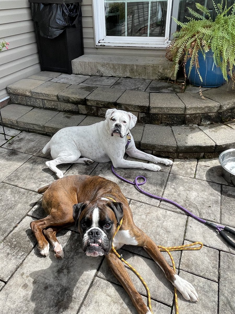 Happy adoption day to our girl Mellow #whiteboxer . Here she is with her new #boxer #brother. We wish her the best life ever. #rescuerocks #pittsburgh #boxerdogs #Imadopted #adoptdontshop #rescuedogs #boxerdoglovers #family #dogs