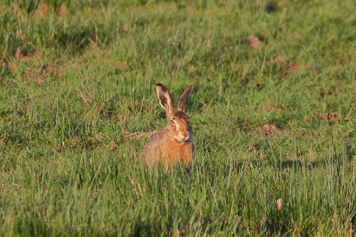 Managed to spend 30mins in the field with these dudes tonight. #hares #brownhare #nature #wildlife