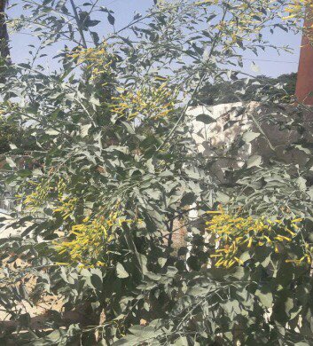 02_shosho's tweet photo. @abomansu في منطقة عسير انتشرت بشكل كبير شجرة التبغ الكاذب خاصة في مشاريع الطرق الجديدة . https://t.co/niaraYwOv5