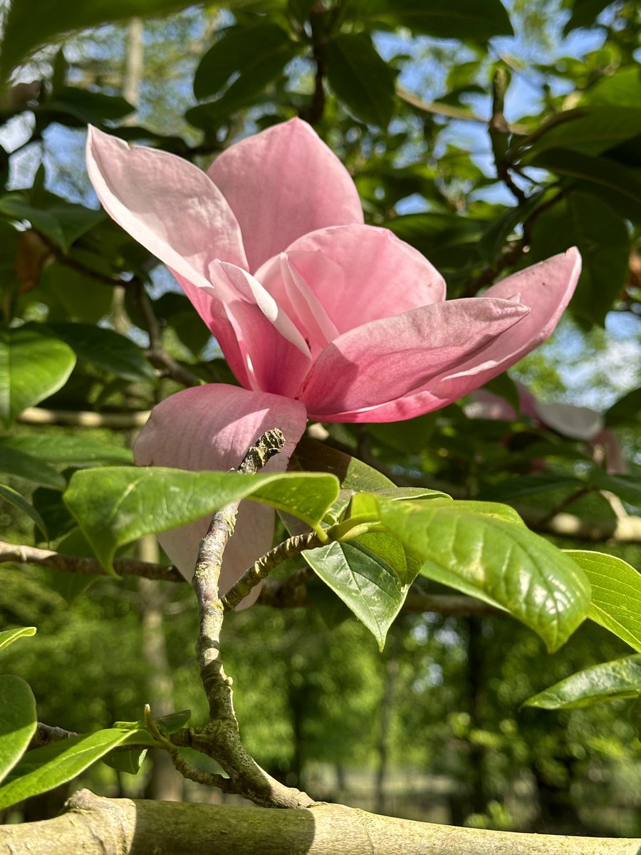 I think this is my favourite magnolia so far! 
Each flower stands alone and has its own claim to beauty.
#GardeningTwitter #Magnolias #FridayFlowers