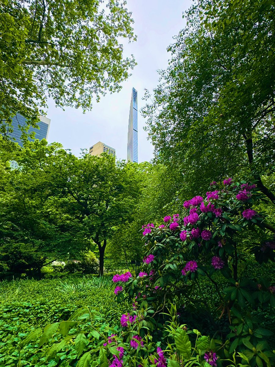 Rhododendrons and a skyscraper..!