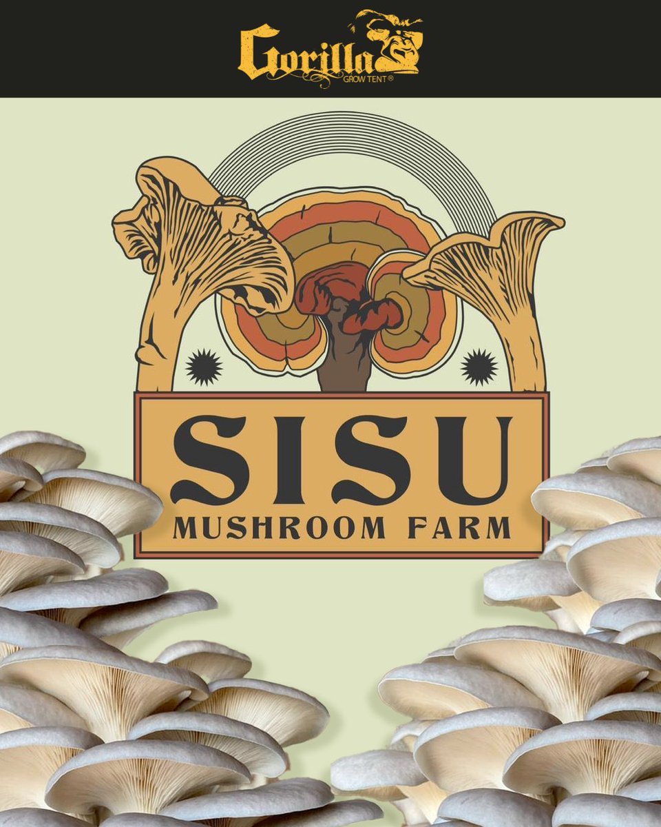 🍄💪 Dive into the grind behind the grow with @sisumushroomfarm. Discover how they've mastered the art of mushroom cultivation with Gorilla Grow Tents. Full story in our latest blog — link in bio. #GrowStrong 📚 interview here: bit.ly/Sisu-GGT