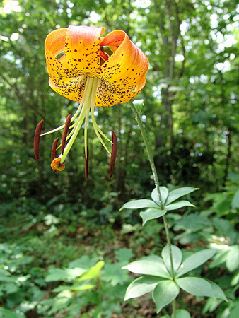 ForEverythingNC's tweet photo. "Did you know the Carolina Lily (Lilium Michauxii) is NC's state wildflower? Named for Andre Michaux, it grows throughout the state! https://t.co/w7MEmTXWmT
Image: zen Sutherland, Carolina Lily - Lilium Michauxii, 2008.
#WildflowerWeek #NCNatureFriday https://t.co/fVSSg26CsC