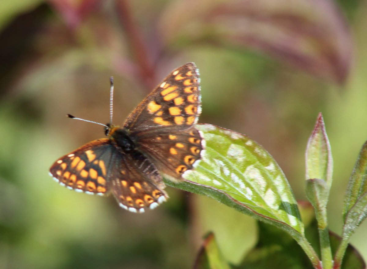 I have had a great afternoon today particularly with Butterflies! Here first are a couple of pics of the Duke of Burgundy (Hamearis lucina). This one landed in front of me! Enjoy! @Natures_Voice @NatureUK @KentWildlife @Britnatureguide @savebutterflies