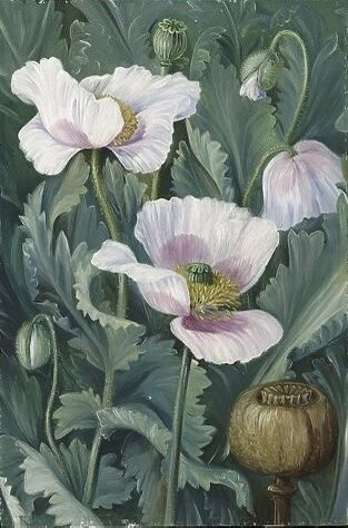 Foliage, Flowers, and Seed-vessel of the Opium Poppy 1870s #MarianneNorth