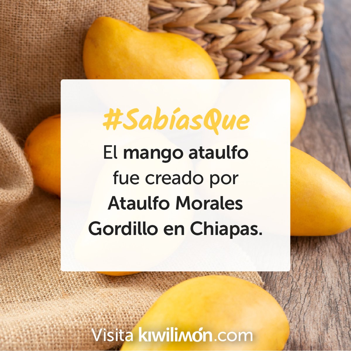 El #mango ataulfo es una de las frutas más queridas de México, y no era para más, pues su sabor es inigualable. 😋🥭 ¡Levanten la mano todos los que aman esta fruta!