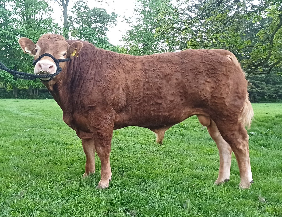 Lot 104 in Kilkenny mart bull sale next Wednesday 15th May, quality Outwintered bull, extremely quiet, AI bred by Nebbiolo, fertility tested and ready for work 💪🏻 
DM for more info