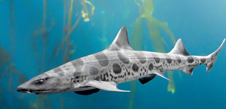 @SEVENSEAS_Media This is Stegosoma tigrinum (Leopard/Zebra shark). Triakis semifasciata (leopard shark below) looks quite different and inhabit other parts of the world.
