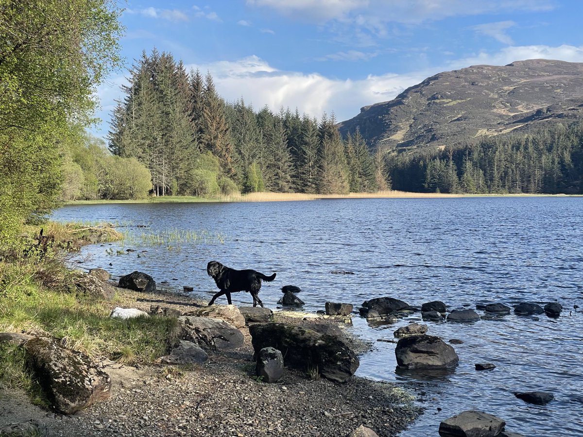 Susan_Venables's tweet photo. Glorious #Friday #DogWalk. Discovered a beautiful loch at the top of #GlenOgle #Scotland. The sun was shining & Archie & Harry loved it. A joyous & peaceful way to end the week, so good for the soul. Wishing everyone a happy & relaxed weekend #StaySafeStayHealthy 🙏🐾🐾💙⛰️🌞🏴 https://t.co/blSkuiO6zL