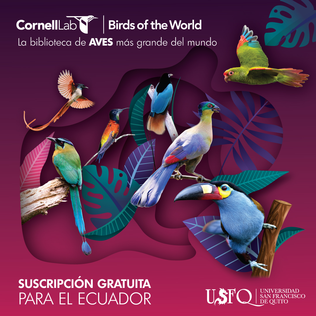 🤩🐦 ¡Buenas noticias para los amantes de las aves en Ecuador! Birds of the World, la mayor biblioteca de aves, ¡ahora gratis gracias a @USFQ_Ecuador y @Cornell! Explora toda la información de las aves del mundo 🌍. Crea tu cuenta aquí: bit.ly/3UCZycd @CornellBirds