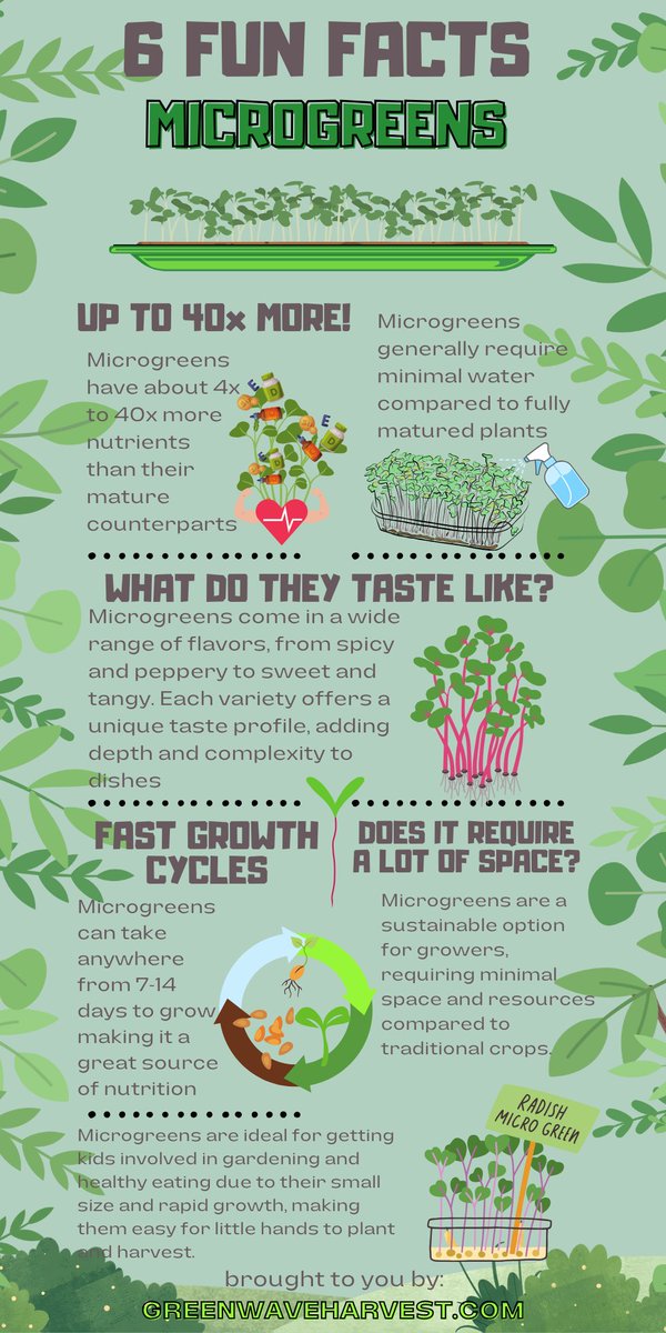 6 fun facts about microgreens #microgreens #infographic