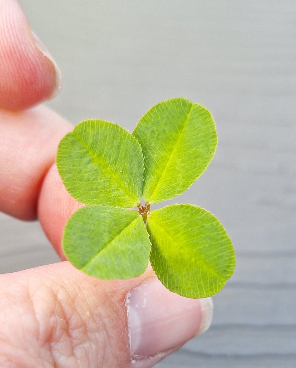 I haven't found one of these in a while... I'll take it as a good sign for moving day. #fourleafclover