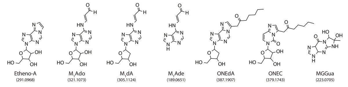 Now in <a href="/SciImmunology/">Science Immunology</a>: Vacchini, De Libero, &amp;al report #carbonyl adducts of #nucleobases are #SelfAntigens presented by #MR1 that activate #MR1TCells! Detecting altered #metabolism may allow #ImmuneSystem to perceive changes assoc w/ #infection &amp; #cancer!

bit.ly/SciImm_adn0126