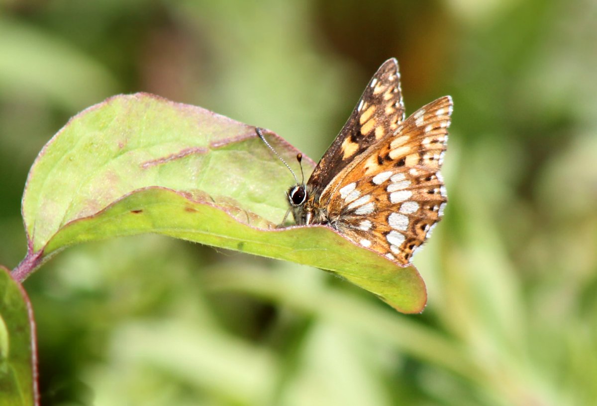 I have had a great afternoon today particularly with Butterflies! Here first are pics of the Duke of Burgundy (Hamearis lucina). I had to get quite low down for this underwing shot! Enjoy! @Natures_Voice @NatureUK @KentWildlife @Britnatureguide @savebutterflies