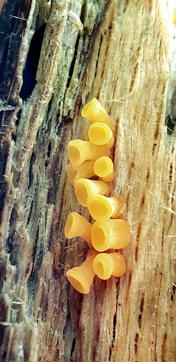 #FungiFriday Weird edition 🧡