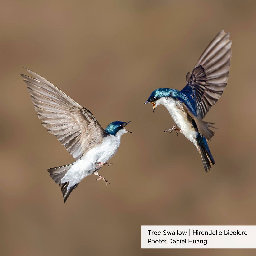 To celebrate #WorldMigratoryBirdsDay, Allison Manthorne, Aerial Insectivore Conservation Strategist, tells us more about a restoration project in NB and how we can all protect aerial insectivores. #protectinsectsprotectbirds Read more: tinyurl.com/365d39ma
