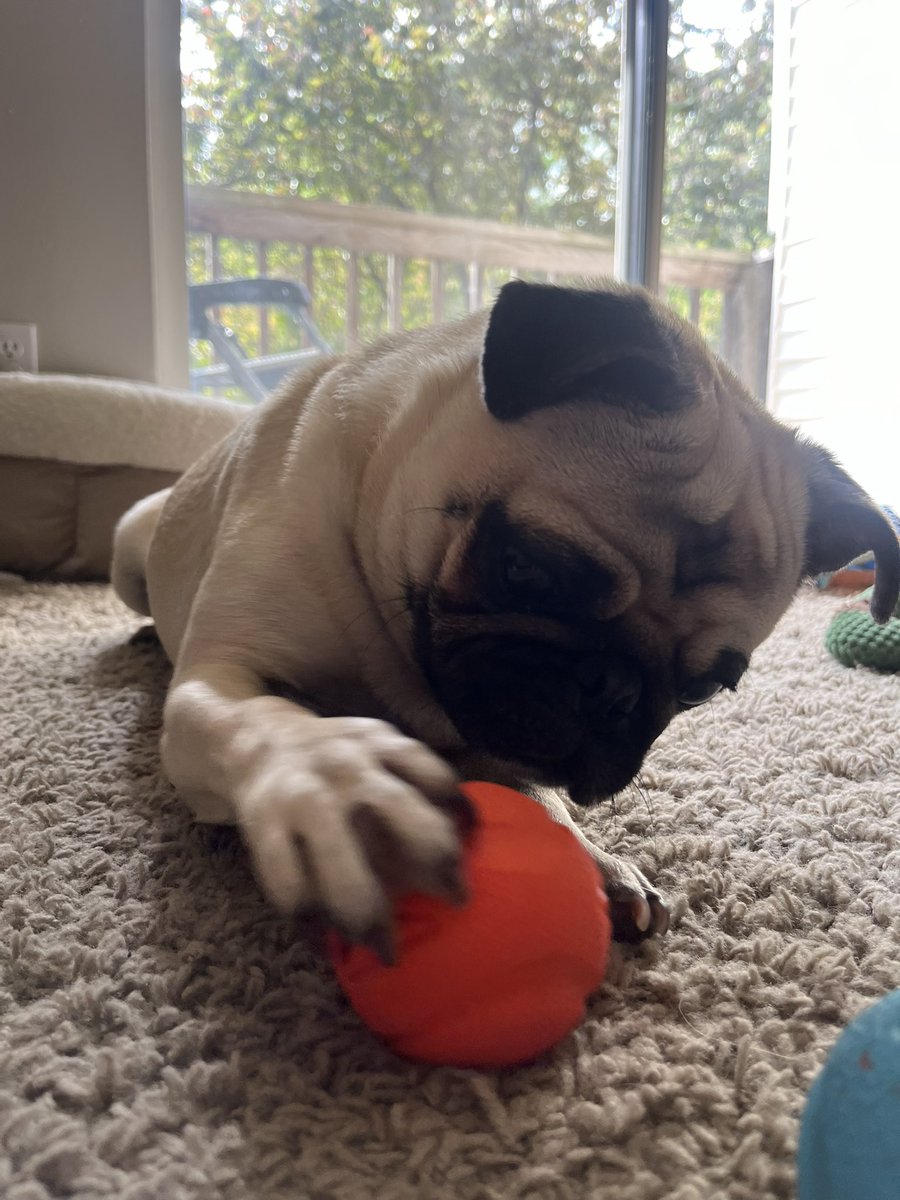 Look what just came in the mail! Our #PugTalk prize from @Chichidog6! Thank you so much! 🥳