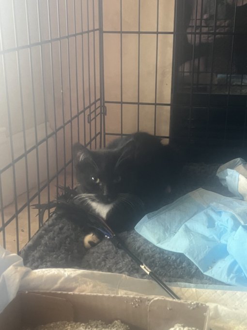 We&rsquo;re going to call this kitten Domino. It has a black dot on its right paw.  It will work for either