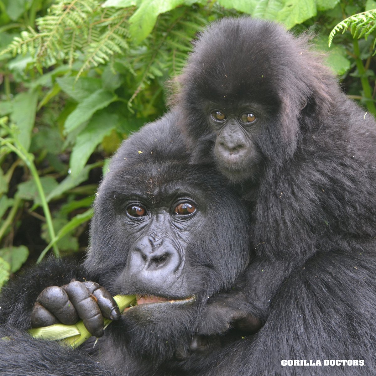 Happy #MothersDay to all of the wonderful mothers around the world! Enjoy this adorable photo of a mountain gorilla mother with her baby, courtesy of @GorillaDoctors 🦍 This Mother's Day, learn how this program is saving a species one gorilla at a time: gorilladoctors.org