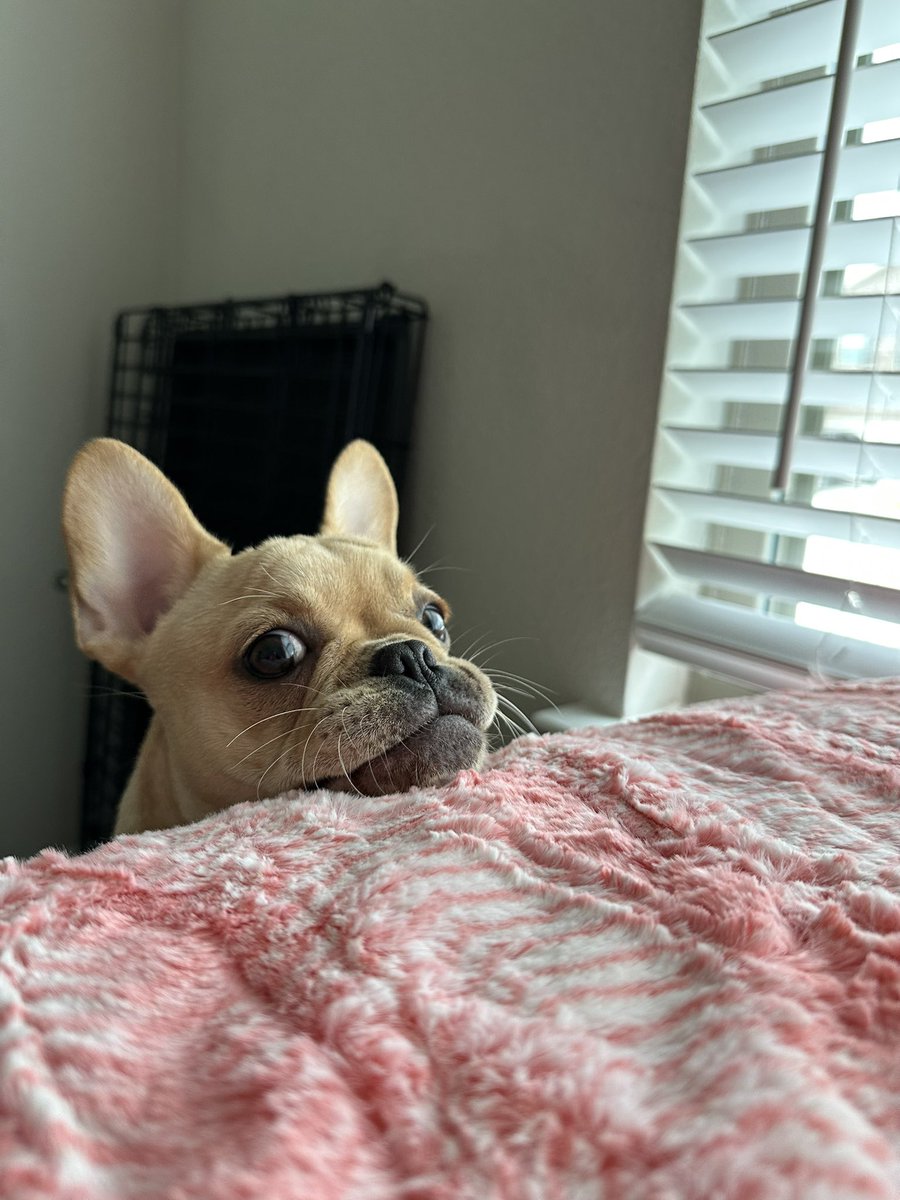 Killa_B_Gaming's tweet photo. @MrsDrLupo @DrLupo We do the the can I pet that dawwwg to our frenchie 😂 glad to know we aren’t the only ones. https://t.co/LWqUhNxWaU