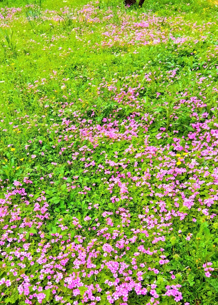 永遠続く雑草の風景を眺めてたい🌱 これが初夏の気分にさせてくれるのさ SECONDHOUSEのザッハトルテ一度食べてみたかった🤎うまぁ初夏来た来た #SECONDHOUSE🍰