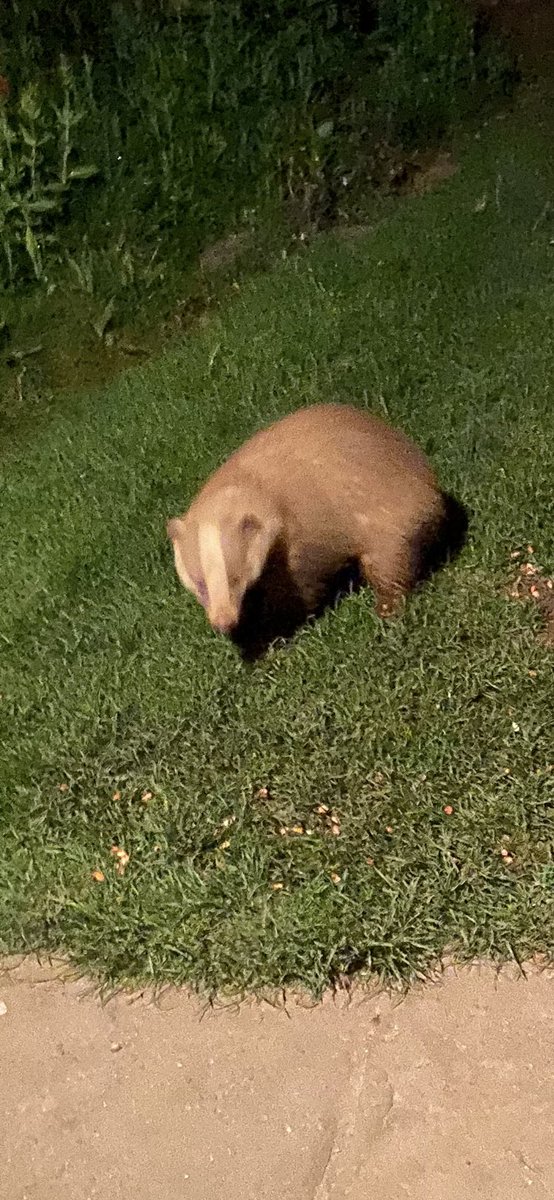 ⁦@pekingfrog⁩ a clearer pic of the leucistic badger this evening