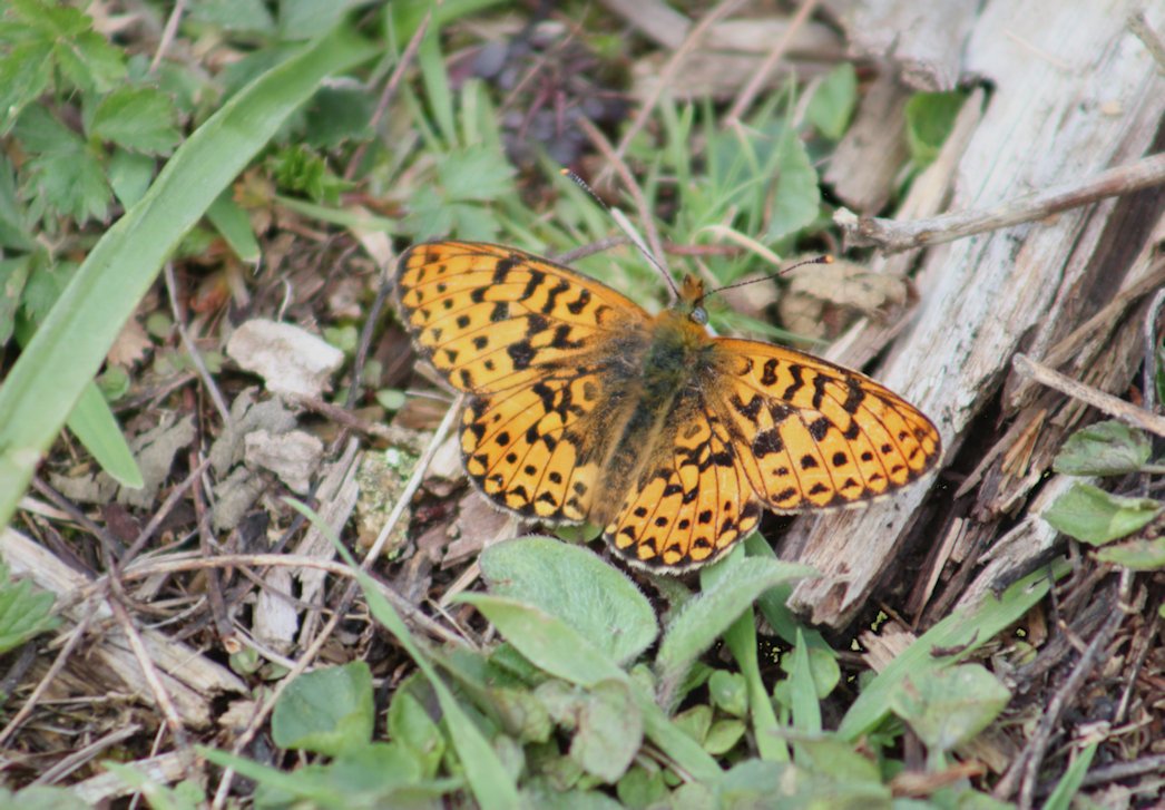 I have had a great afternoon today particularly with Butterflies! Here next, after a long journey South, are pics of Pearl-bordered Fritillary (Boloria euphrosyne). Here is one sitting in the scrub! Enjoy! @Natures_Voice @NatureUK @KentWildlife @Britnatureguide @savebutterflies