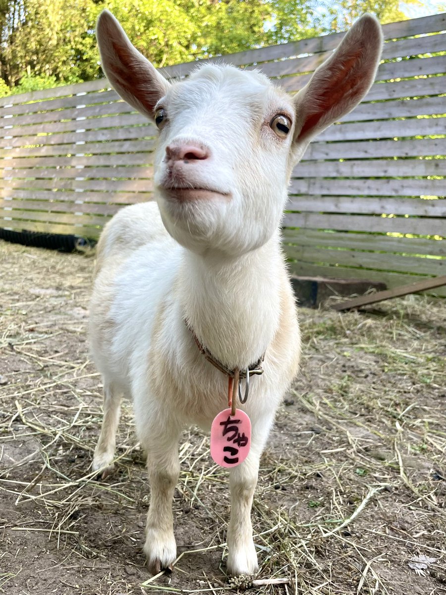 おはメッ😌 昨日は5月10日はGOATの日🐐世界中のヤギのみんなおめでとうメッ㊗️そして昨日は、ヤギーズランド1周年❣️オープンしてから1年経ちました。
これからも全力でヤギの魅力を伝えていきます😆#ヤギ　#ヤギのいる暮らし
#トカラヤギ　#ミニヤギ
#ヤギーズランド　#ネイティブトカラヤギ