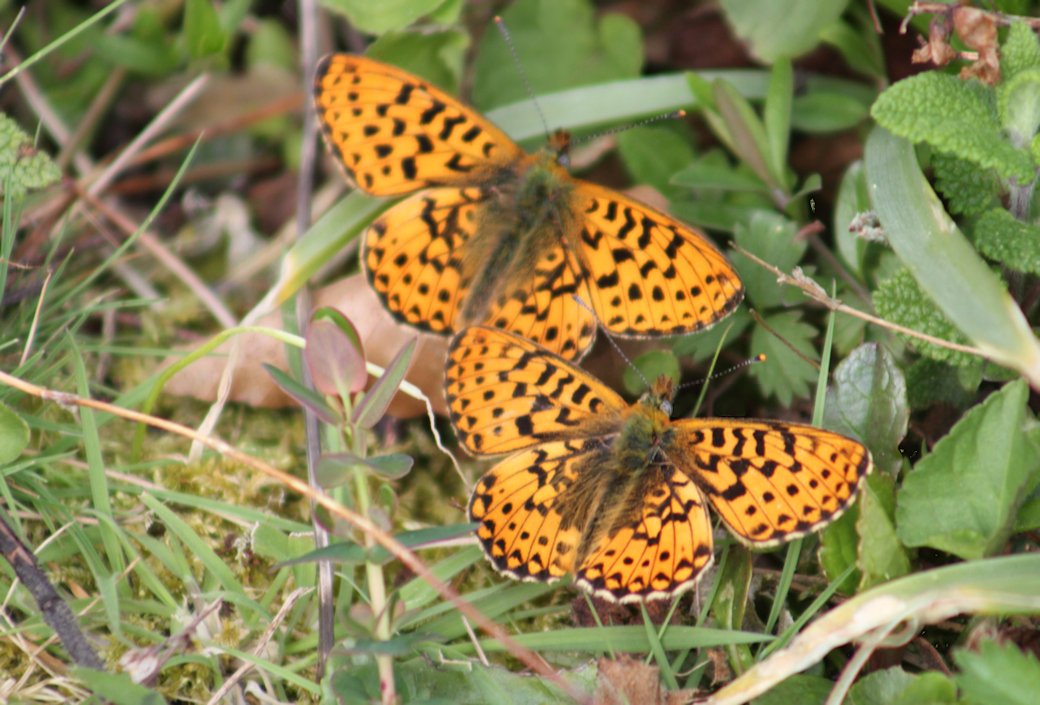 I have had a great afternoon today particularly with Butterflies! Here next, after a long journey South, are pics of Pearl-bordered Fritillary (Boloria euphrosyne). Here are two fluttering in the vegetation! Enjoy! @Natures_Voice @NatureUK @Britnatureguide @savebutterflies
