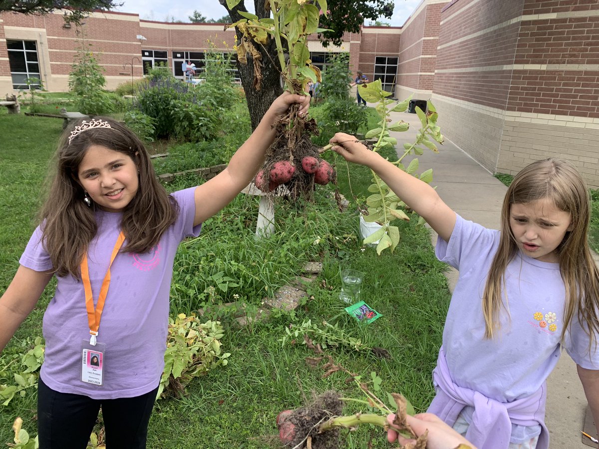 Final potato harvest at Sampson = 40 pounds of potatoes!! 6 pounds of onions. Students were able to take home potatoes. 🥔 @readygrowgarden @heathermotzny @SampsonPTO @3rdGradeSampson