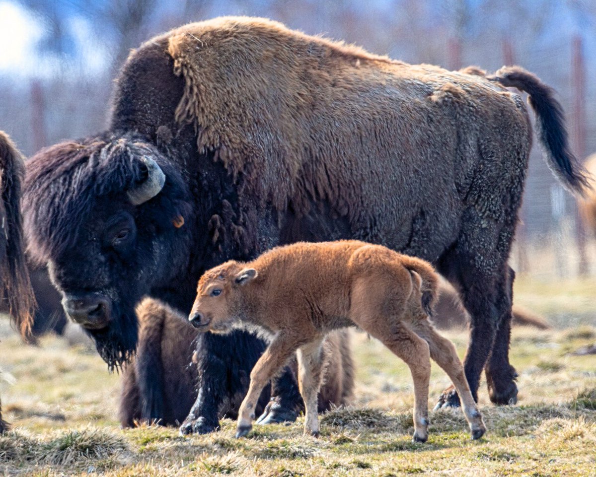 Spring has sprung here at the AWCC! The hummingbirds have returned, the grass is turning green, and baby Wood Bison are arriving! ☀️

We look forward to seeing you Sunday as we offer FREE ADMISSION and 10% off in the Gift Shop for Moms on Mother's Day! 🌻

📷: Doug Lindstrand