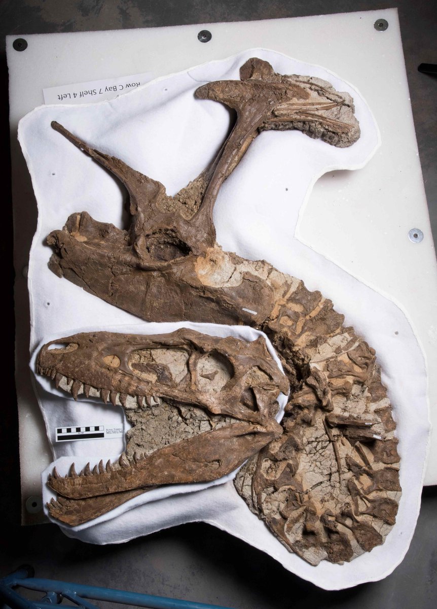 Amateur fossil hunter Bill Bloss found this Gorgosaurus specimen (nicknamed ‘Blossom’) in 2015. The animal’s age at death has been estimated at between five to seven years old.
#FossilFriday #RTMPFossilChallenge