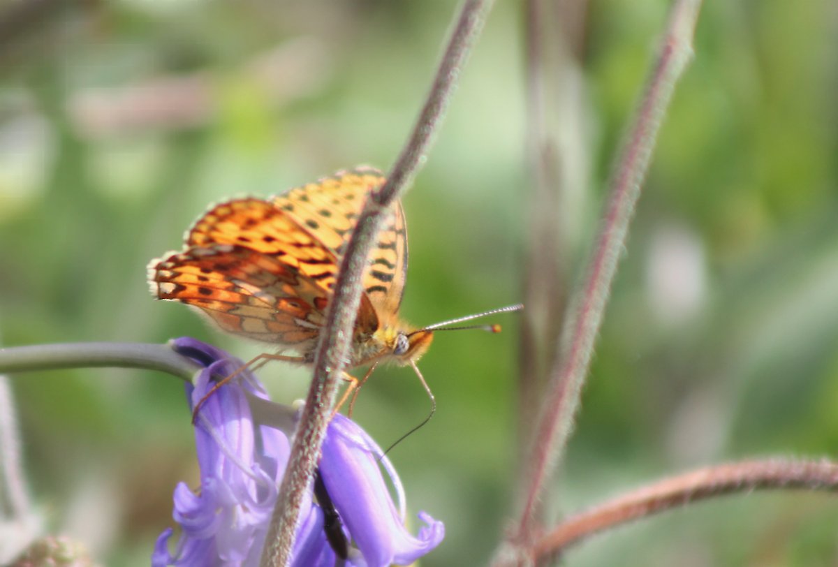 I have had a great afternoon today particularly with Butterflies! Here next, after a journey South, are pics of Pearl-bordered Fritillary (Boloria euphrosyne). I had to lie down in the Bluebells to get this shot of its underwing! Enjoy! @Natures_Voice @NatureUK @savebutterflies