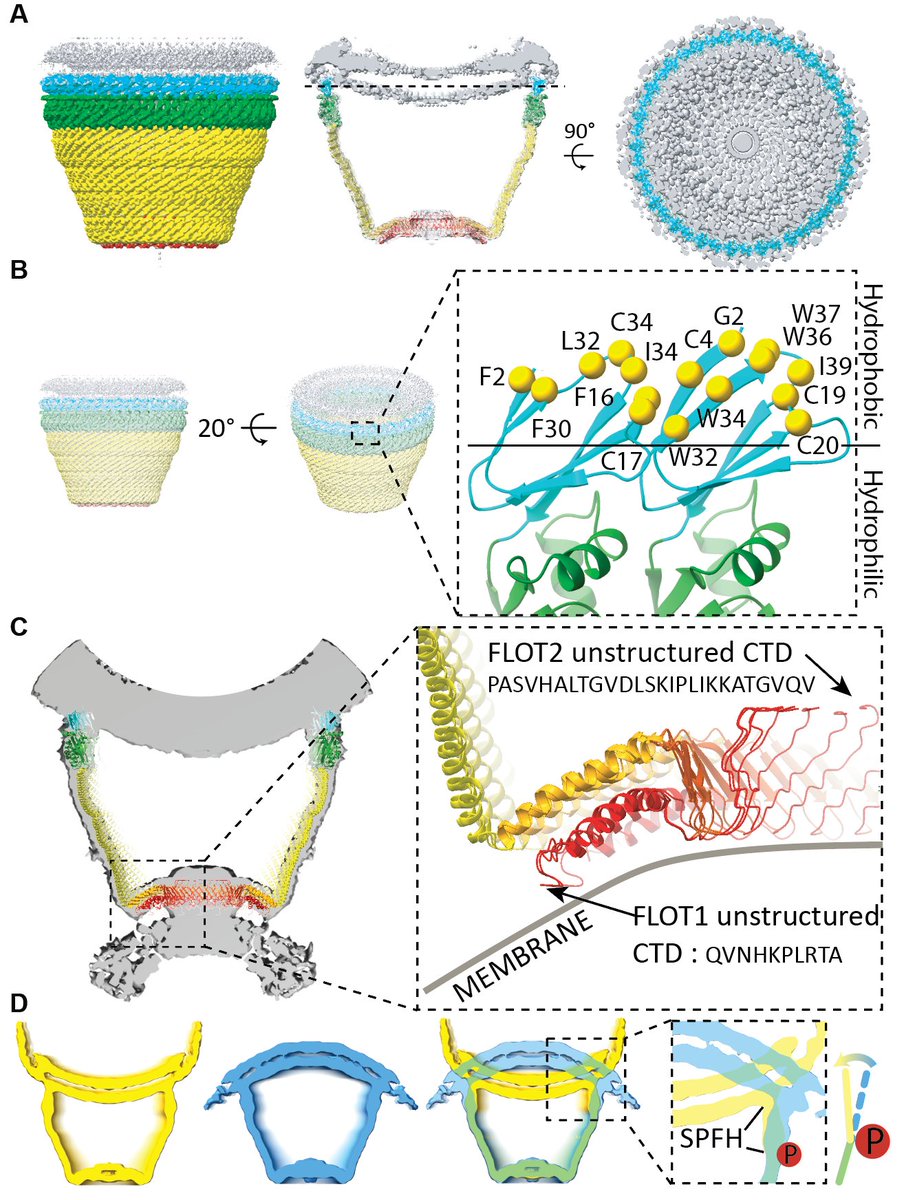 Congratulations, Ziao! Super cool! Bending the membranes bound at both ends. Structure of the Flotillin Complex in a Native Membrane Environment biorxiv.org/content/10.110… See also our respirasome structures in the native membrane: biorxiv.org/content/10.110…