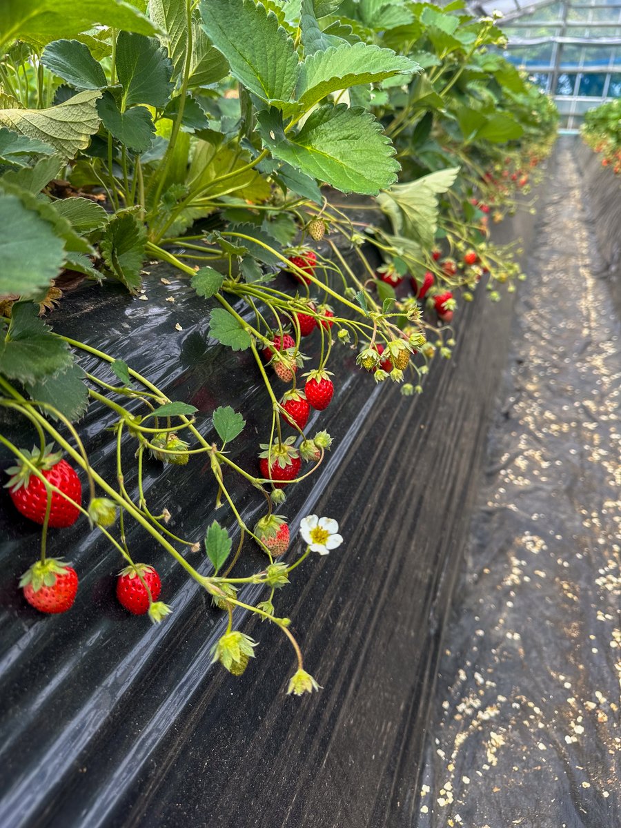 redoxgrows's tweet photo. The Redox team and Axxion visited Fujishiro strawberry farm where they are utilizing a new injection pump to apply Redox products. 🍓 https://t.co/dQ0QmGRD5I