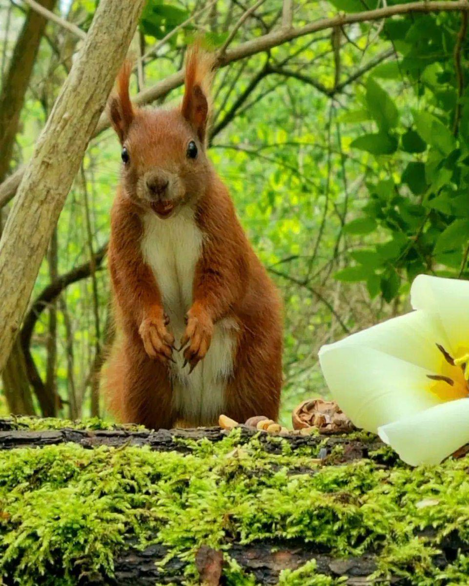 Beautiful squirrel