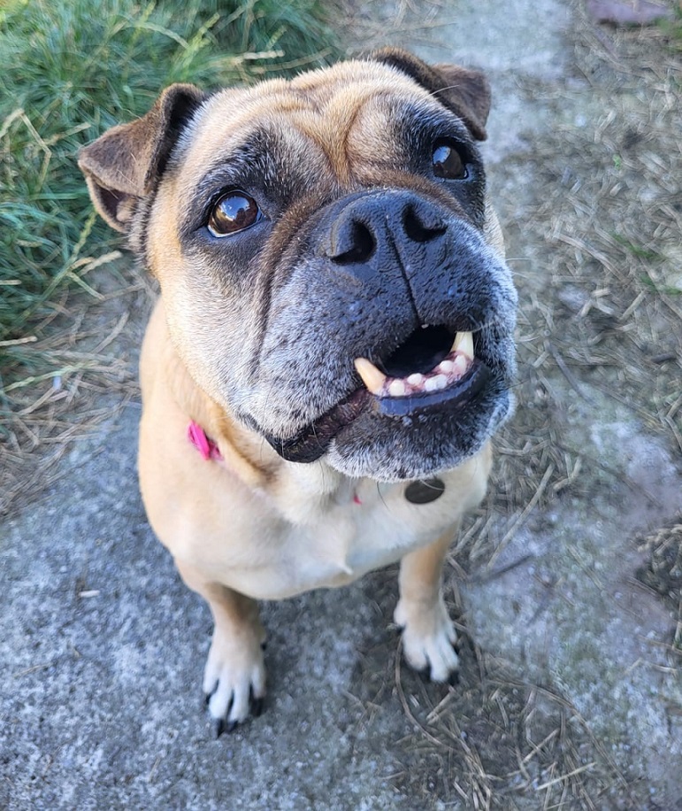 Please retweet to help Belle find a home #LIVERPOOL #UK AVAILABLE FOR ADOPTION, REGISTERED BRITISH CHARITY ✅ How much longer will I see other dogs going home and not me? Please can you help ME? I am not too proud to beg. PLEASE contact my helpers at kennels@freshfields.org.uk…