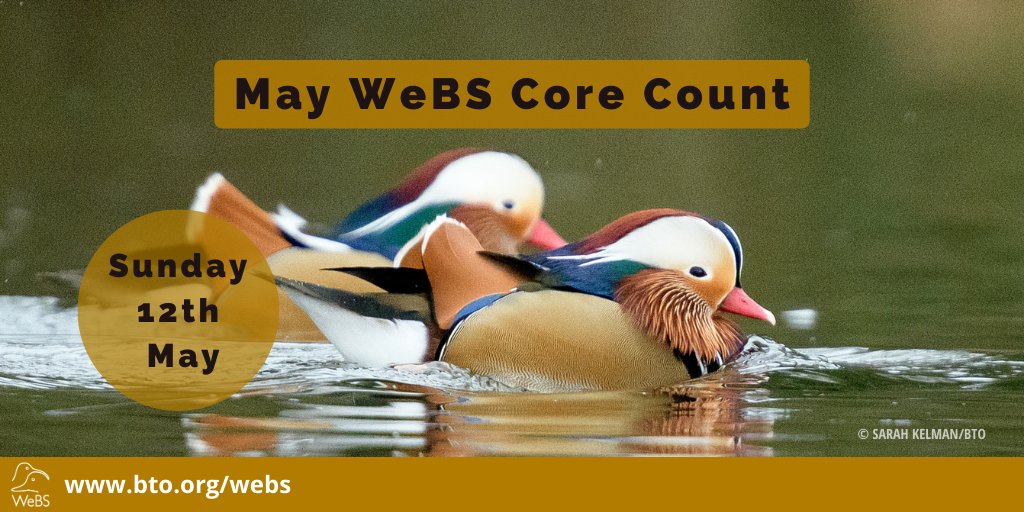 Get ready, this Sunday, 12th May, is the WeBS Priority Core Count date! @RSPBScience @JNCC_UK