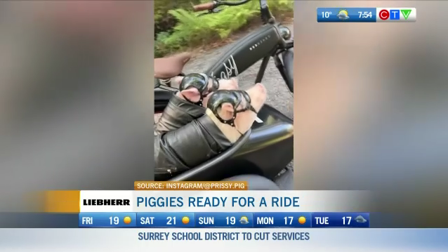 They're truly going HOG-wild! 😉🐷 This is your Morning Smile! bc.ctvnews.ca/video/c2919847…