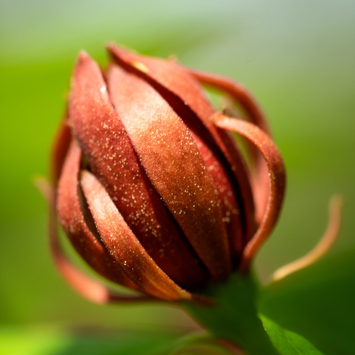 'Florals? For spring? Groundbreaking.' Springtime on our Nature Trail never gets old. 🌷🌹🌼💐🌻 Have you been out to enjoy it yet? Photo Descriptions: springbeauty, bluebell, rue-anemones, and Carolina allspice flowers.