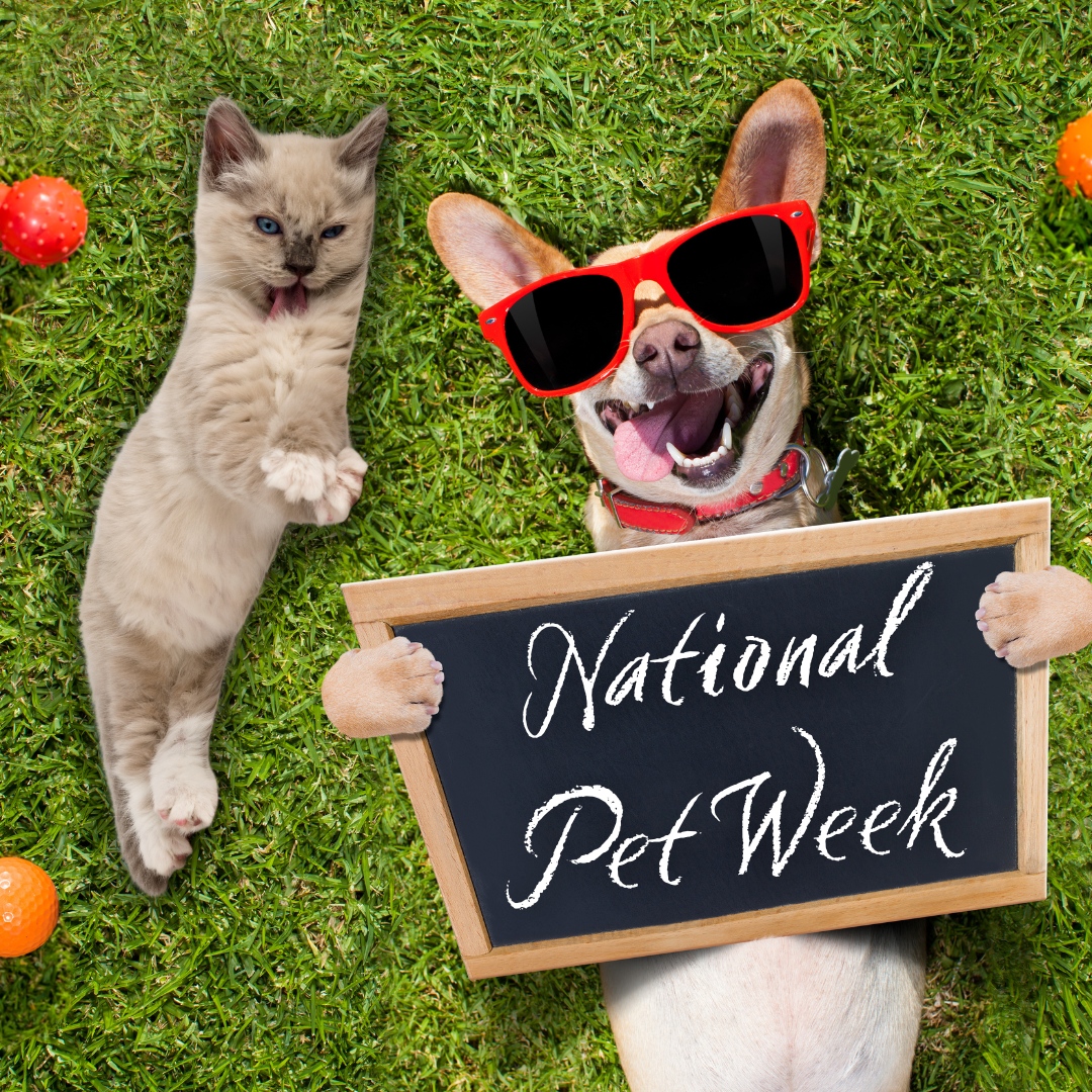 Shoutout to our four-legged friends who bring so much love and joy into our lives. Happy National Pet Week! 🐾🎉 

#PAWVeterinaryCenter #RedondoBeach #Veterinarian #PetWellnessExams #PetDentalCare #PetSurgery #VeterinaryAcupuncture #PetLaserTherapy