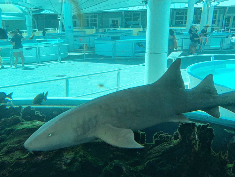 #nurseshark at #loggerheadmarinelifecenter #fish #shark #aquarium #appreciatelife #admirenature #creationshouts