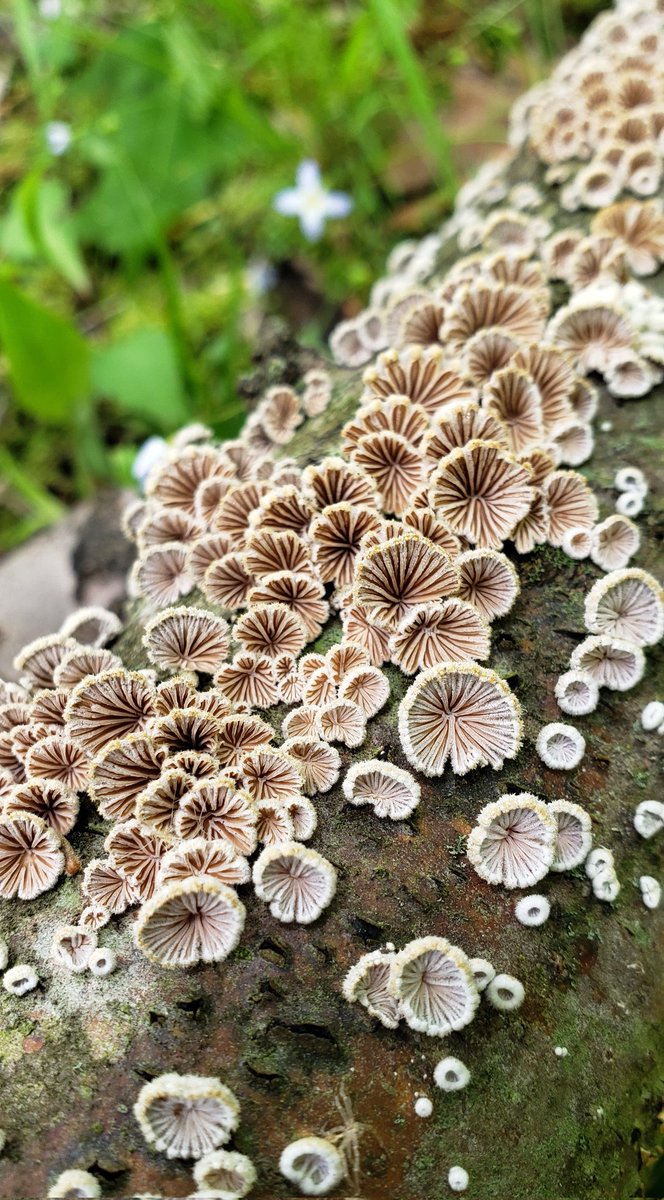 Happy #FungiFriday to all who celebrate 🤎🤍🥰