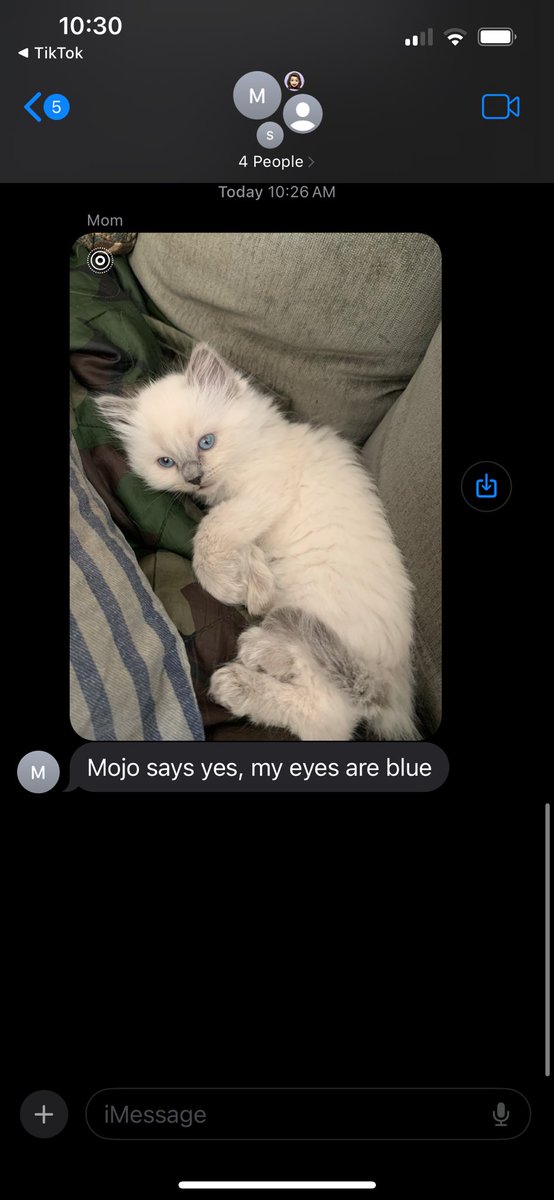 parents got a new cat 😭 hello mojojojo