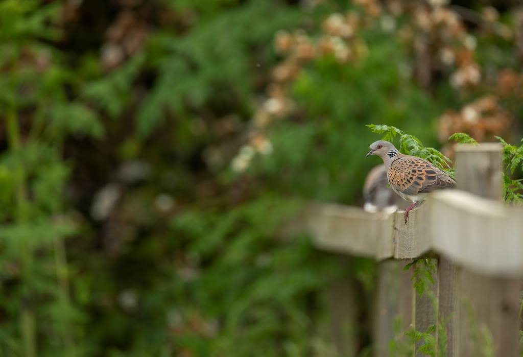 Happy #WorldMigratoryBirdDay! Turtle Doves are returning to their breeding habitats in south-east and eastern England. Our work with farmers and other land managers provides these birds with feeding and nesting habitats for when they return after their incredible journeys.
